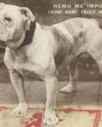The breed was plagued by health english bulldogs can be a bit protective of their family when strangers are around, and some can be slightly hostile toward unfamiliar dogs. Olde English Bulldogge Information And Facts Is This Dog Breed Right For You Pethelpful By Fellow Animal Lovers And Experts