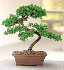 Brussel S Live Green Mound Juniper Outdoor Bonsai Tree For Sale Online Ebay Bonsai Trees For Sale Bonsai Tree Types Indoor Bonsai Tree