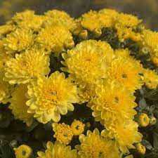 This flower can be grown from seeds, which are sold at nook's cranny and by leif. Garden Mum Sundance Yellow Garden Crossings