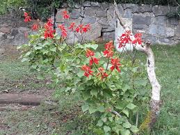 Image result for Erythrina zeyheri