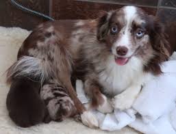 Your veterinarian or the breeder can make. Cash Raspberry Pups Rl Valley Ranch Aussies