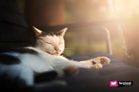 Is The Sun Good For Cats Benefits And Precautions