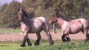 Jump to navigation jump to search. Belgian Draft Horses For Sale Youtube