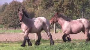 Its tall and massive stature makes it one of the strongest breeds of the. Belgian Draft Horses For Sale Youtube