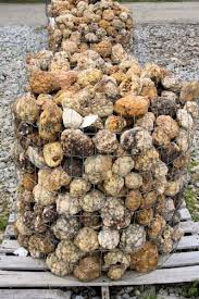In Indiana Every Third House Has A Bucket Of Geodes In The Back Yard The Lumpy Ones That Look Like Cauliflower Geode Rocks Rocks And Minerals Rocks And Gems