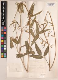 Image result for Sphenostylis marginata