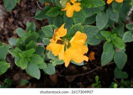 Image result for Crossandra nilotica