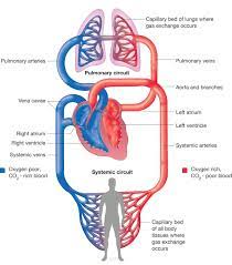What Is The Function Of Veins In The Circulatory System First Aid For Free