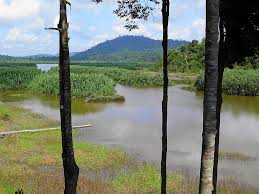 The lake shores are inhabited by the. Lake Chini The Thrifty Traveller