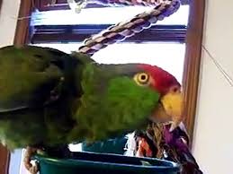 See more ideas about amazon parrot, parrot, pet birds. Talking Bird Red Head Amazon Parrot Video Dailymotion