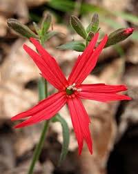 And look for native flowers such as wild columbine, purple milkweed, wild geraniums, and coneflowers. 23 West Virginia Wildflowers Ideas Wild Flowers West Virginia Plants
