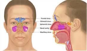 Sphenoid bone ex situ & in situ. 3 Massages For Sinus Relief Arapahoe Chiropractic