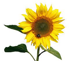 Sunflower Transparent Png Image Sunflower Flowers Png