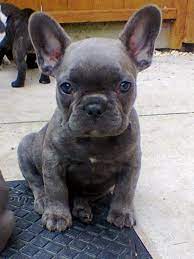 French Bulldog Puppy French Bulldog Puppies Bulldog Puppies Blue Brindle French Bulldog