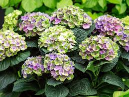 Meine erste hortensie habe ich weggeworfen, auf den komposthaufen, weil ich nicht wusste wie ich sie überwintern sollte. Hortensie Magical Kaufen Hortensientraume
