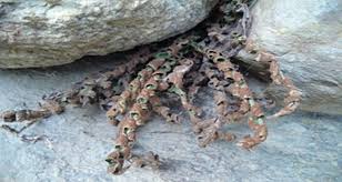 Image result for Cheilanthes schimperi