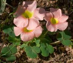 Image result for Oxalis purpurascens