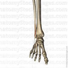 Que es la minga / lash bomb: Anatomy Stock Images Lowerleg Musculus Peroneus Tertius Fibularis Muscle Tendon Metatarsi Fibula Front Skin