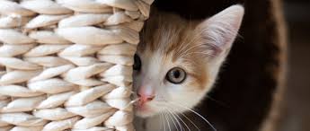 I utilized slow blinking heavily in the initial meeting, and made a point of never moving unless i was in the center of his field of view, his new human said. How To Help A Frightened Cat The Humane Society Of The United States