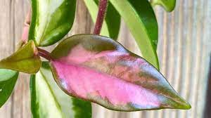 Their main attraction is their beautiful flower and i hope you've learned a little more about hoya krimson princess care. Hoya Krimson Princess Majestic Care Tips