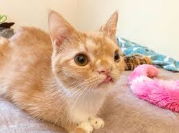 Cat pictures or also cat videos rank among the most popular divided domestic do you have cool or funny pictures or video of your best friend? 4 Of The Best Cats Influencers To Follow On Instagram