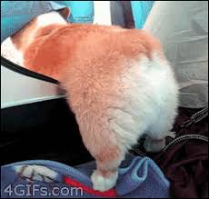 What is junk in the trunk? Corgi Has Too Much Junk In The Trunk Gif On Imgur