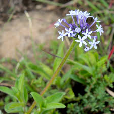 Image result for Pentanisia prunelloides