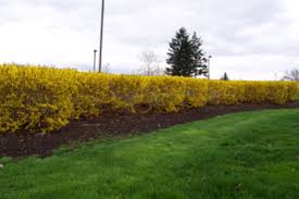 Check spelling or type a new query. How To Grow And Care For Forsythia Bushes The Gardener S Network