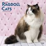 The Ragdoll Cat — All About This Fascinating Cat Breed ...