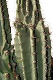 There are 103 peruvian apple cactus for sale on etsy, and they cost $37.80 on average. Peruvian Apple Cactus Cereus Peruvianus
