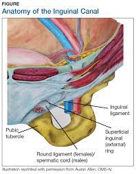 Lymph nodes are small organs, size of which measures cervical lymph nodes are present in the neck region. Female Runner 47 With Inguinal Lump Clinician Reviews
