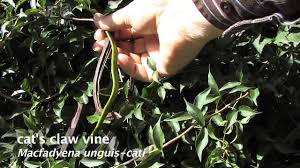 Maybe you would like to learn more about one of these? How To Identify Cat S Claw Vine Macfadyena Unguis Cati Youtube