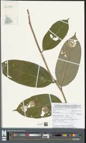 Image result for Afrostyrax