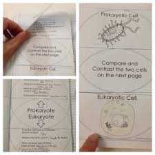 Check spelling or type a new query. Structure Of Life Interactive Notebook Inb Pages Kesler Science