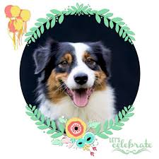 Happy Birthday Australian Shepherd Dog Photography Happy Birthday Photos Dog Photograph