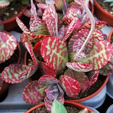 Image result for Kalanchoe humilis