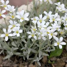 Image result for Cerastium tomentosum