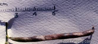 Image result for Teramnus repens