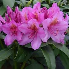 Rhododendron Delta Palmstead Rhododendron Herbaceous Perennials Conservatory Plants