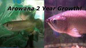 Arowana 2 Year Growth