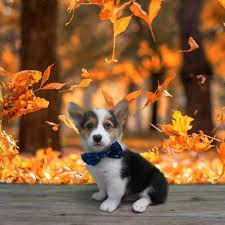 Our cardigan welsh corgi puppies for sale come from either usda licensed commercial breeders or hobby breeders with no more than 5 breeding mothers. Corgiheaven Twitter Search