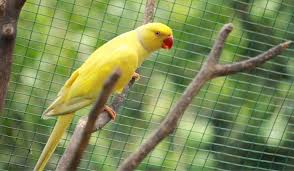 Pied ringneck turquoise cobalt ringneck lutino ringneck lutino opaline ringneck Title