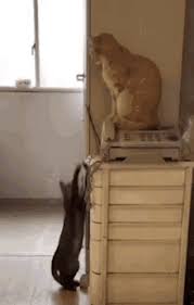 The first fish kicker that moves on its own! Cat And Fish Gifs Tenor
