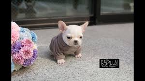 Teacup puppies are the smallest dogs on the planet, which also means they're among the cutest! Amazing Female Teacup Frenchie Ladybug Rolly Teacup Puppies Youtube