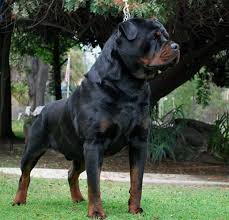 Maybe you would like to learn more about one of these? German Rottweiler Pups Products Of A Breeding Standard That Sets Them Apart From The Rest Rottweiler Life