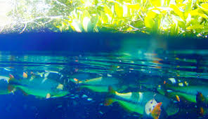 Afbeeldingsresultaat voor bonito brazil