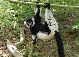 Black White Ruffed Lemur Duke Lemur Center Black And White Lemur Tropical Forest