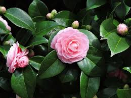 Prune after bloom by shortening strong shoots to maintain shape and habit. Pin On Outdoor Living