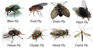 identification flying pests fly control get rid of flies