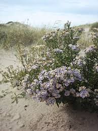 Image result for Dacryotrichia robinsonii